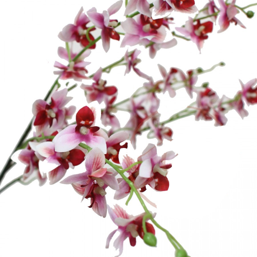 Dancing Lady Orchid Pink