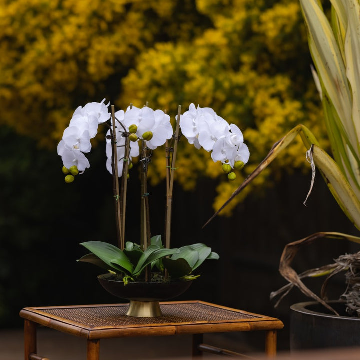 Orchid 55cm in Gold Stripe Pot