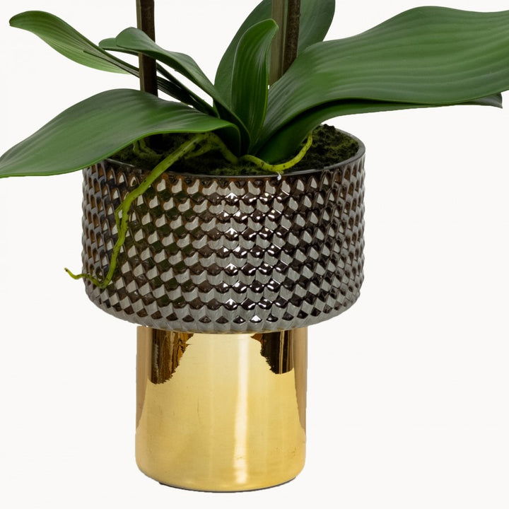 Orchid 60cm in Gold Pedestal Pot