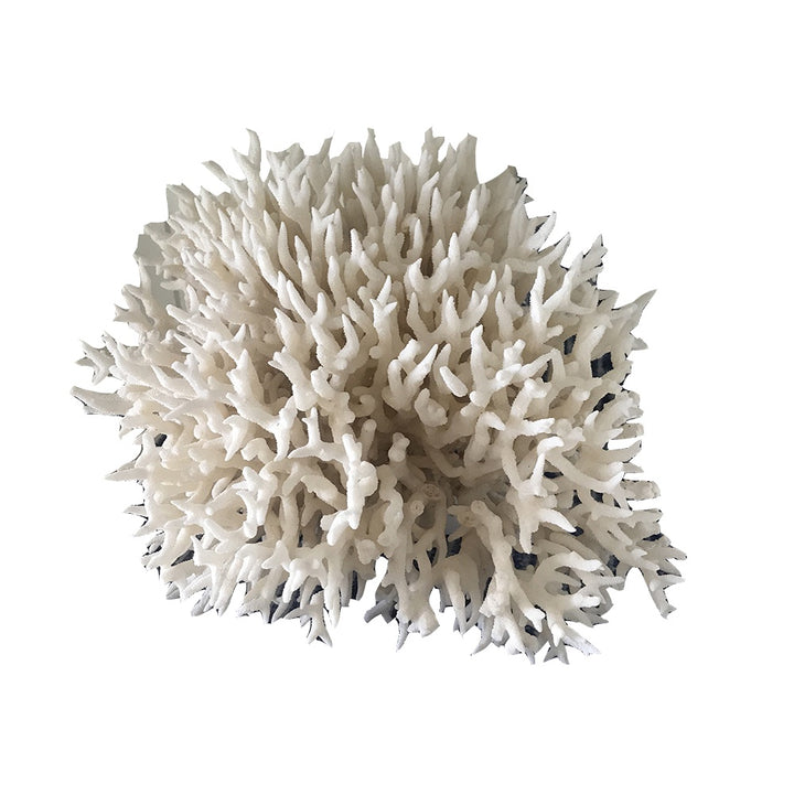 Lace Coral