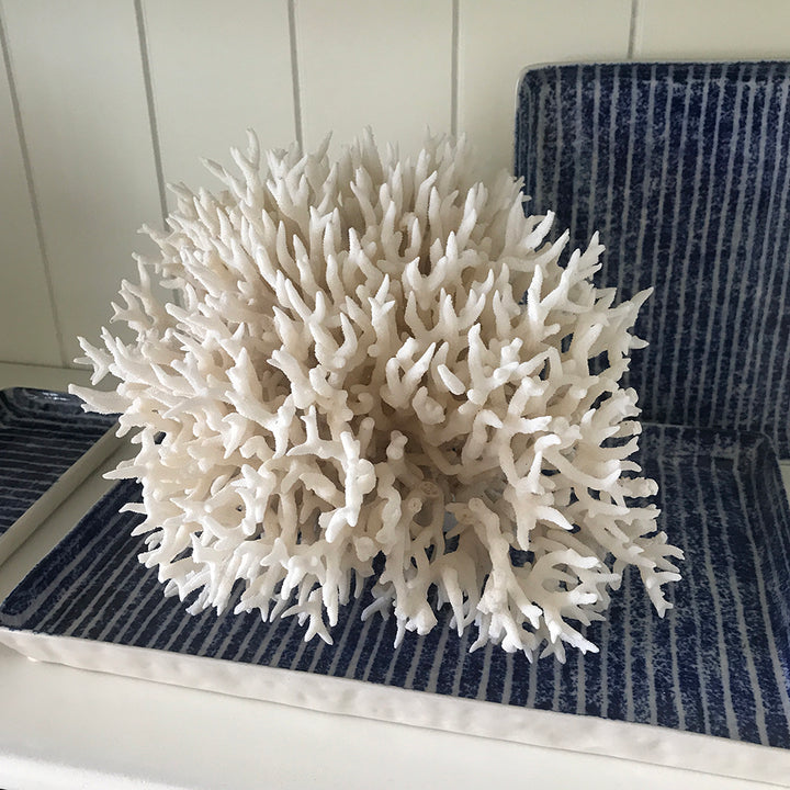 Lace Coral