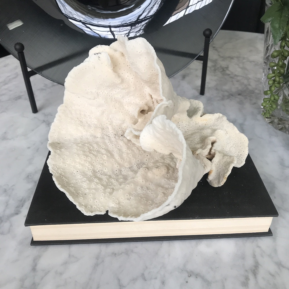 Vase Coral