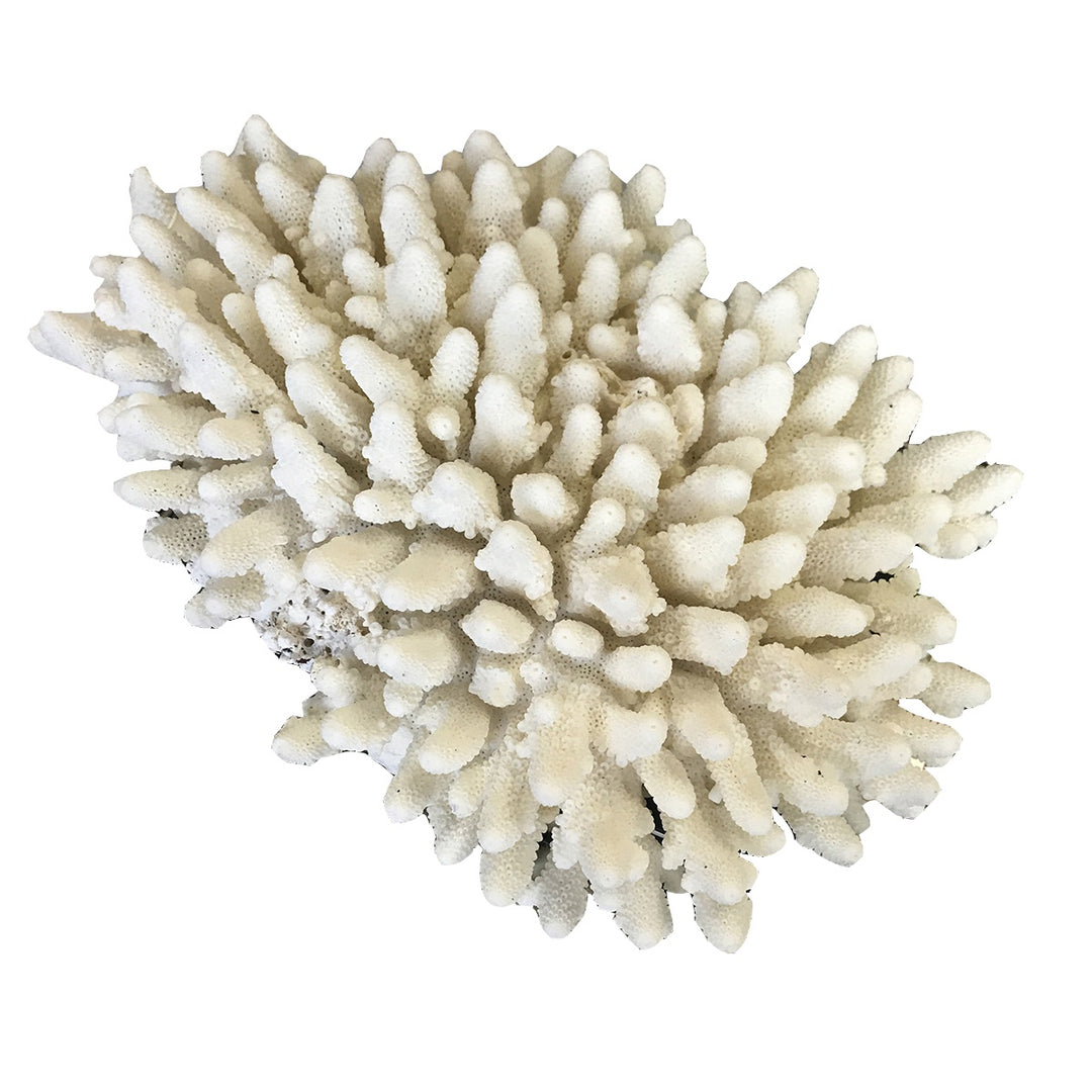 Finger Coral
