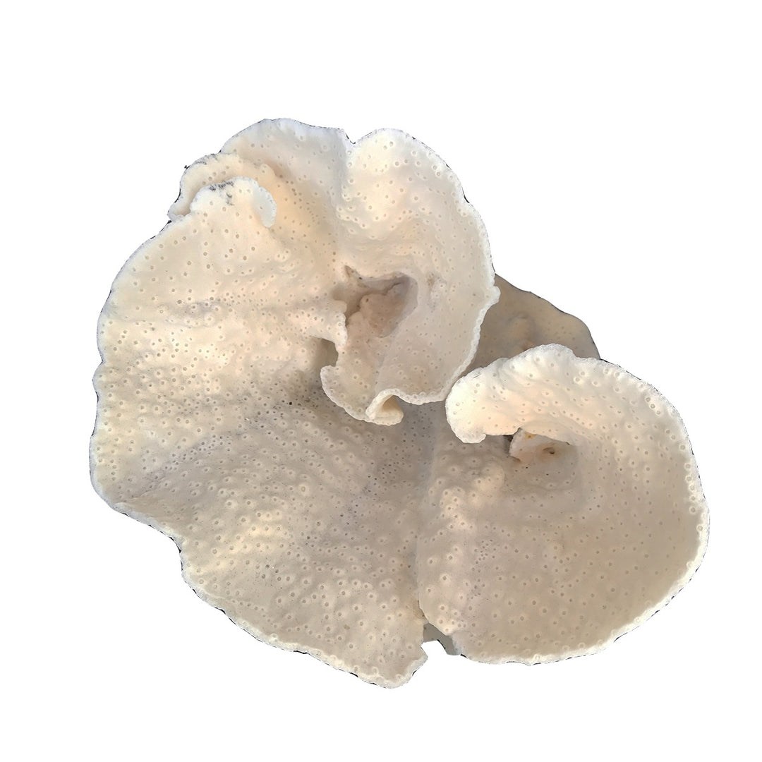 Turbin Select Coral