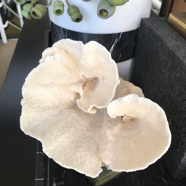 Coral