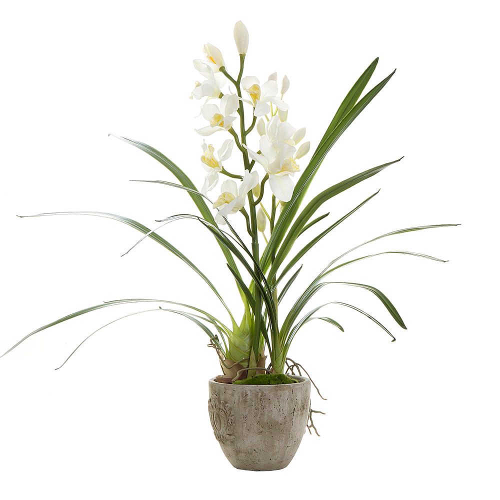 Cymbidium 80cm in Decorative Pot