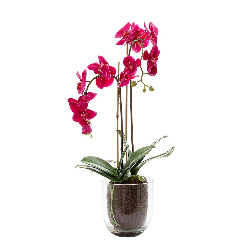 Orchid Fuscia 80cm in Glass Vase