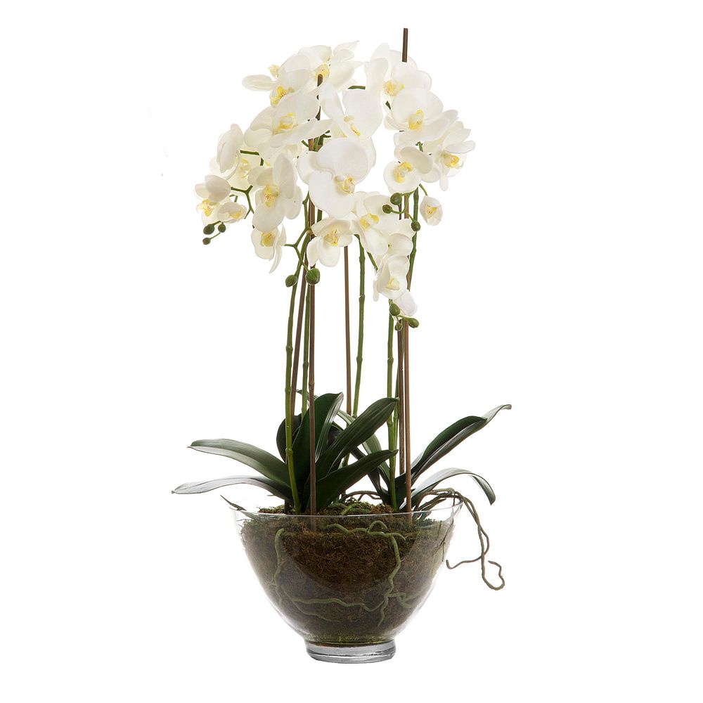 Orchid 85cm in Glass Vase