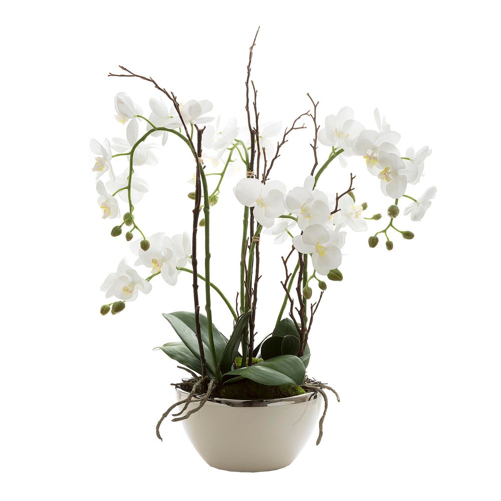 Orchid in White Pot with silver rim