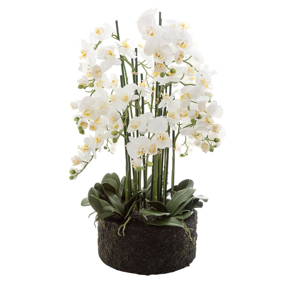 Orchid 100cm in Paper Pot