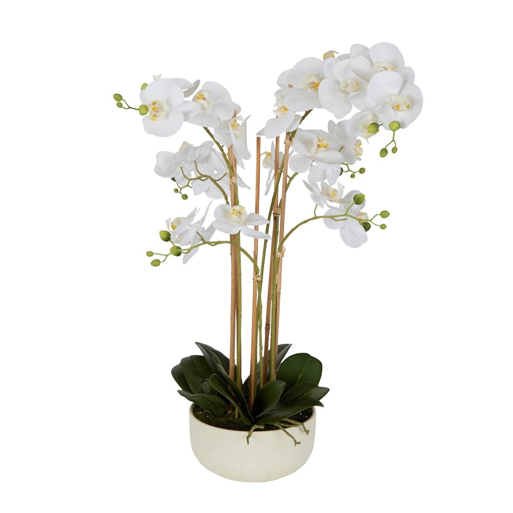 Orchid 71cm in White Pot