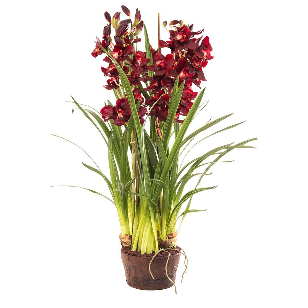 Cymbidium 110cm Burgundy in Paper Pot