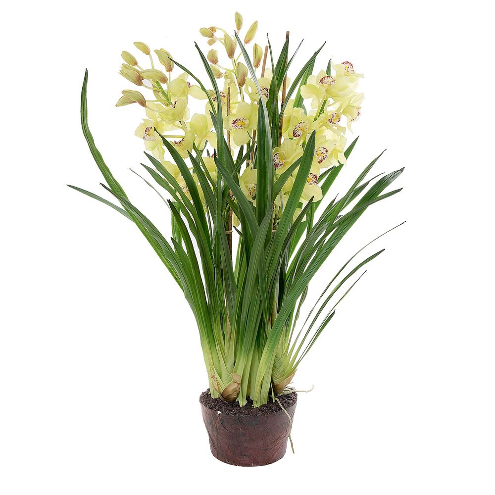 Cymbidium 110cm Light Green in Paper Pot