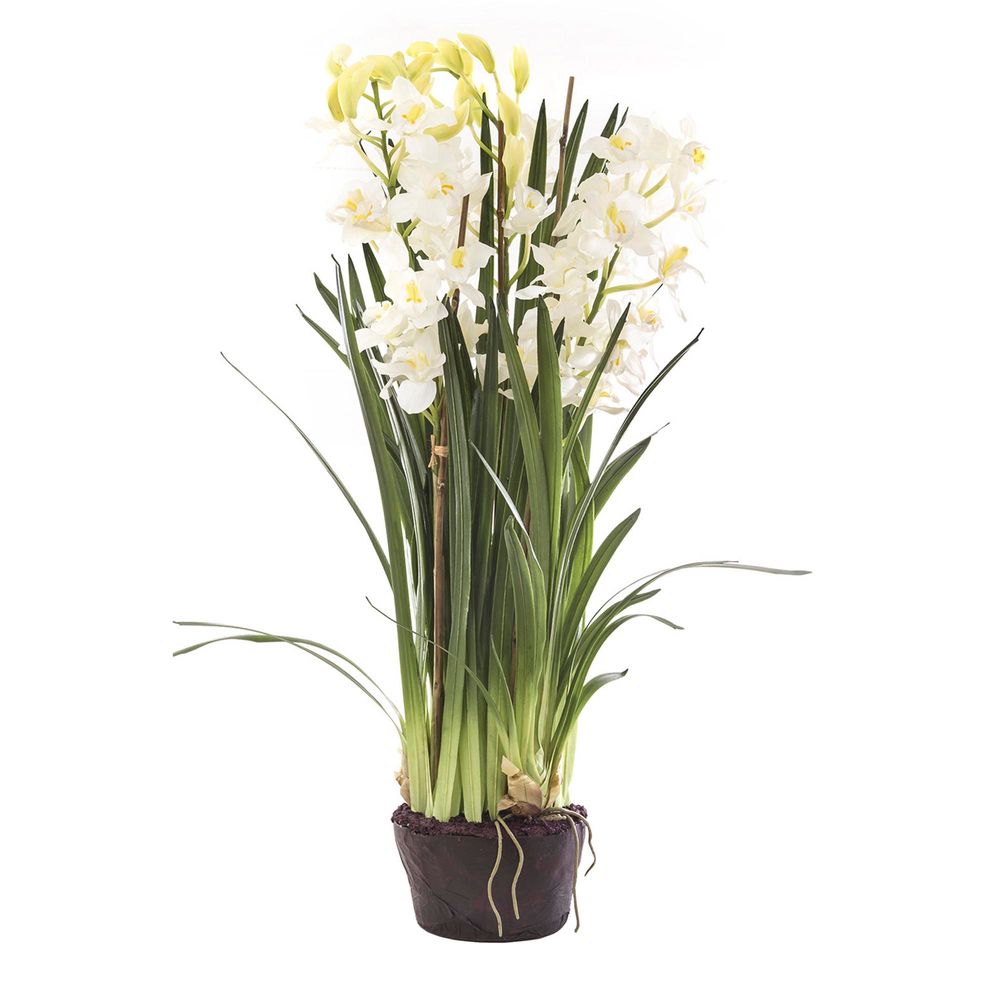 Cymbidium 110cm White in Paper Pot