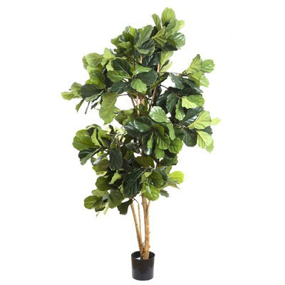 Fiddle Leaf Tree 200cm