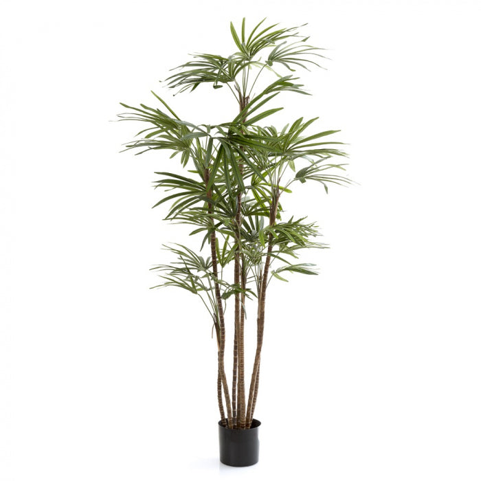 Honey Lady Palm 120cm