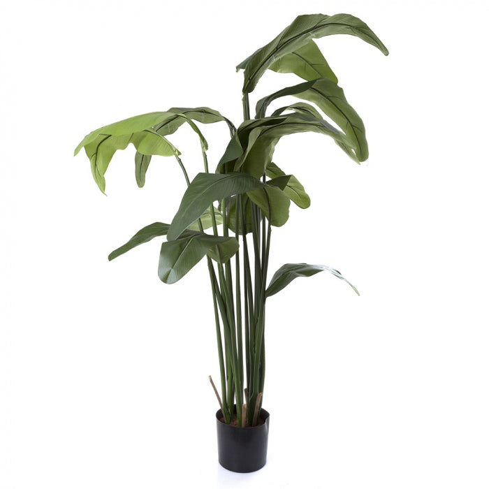 Travellers Palm 180cm