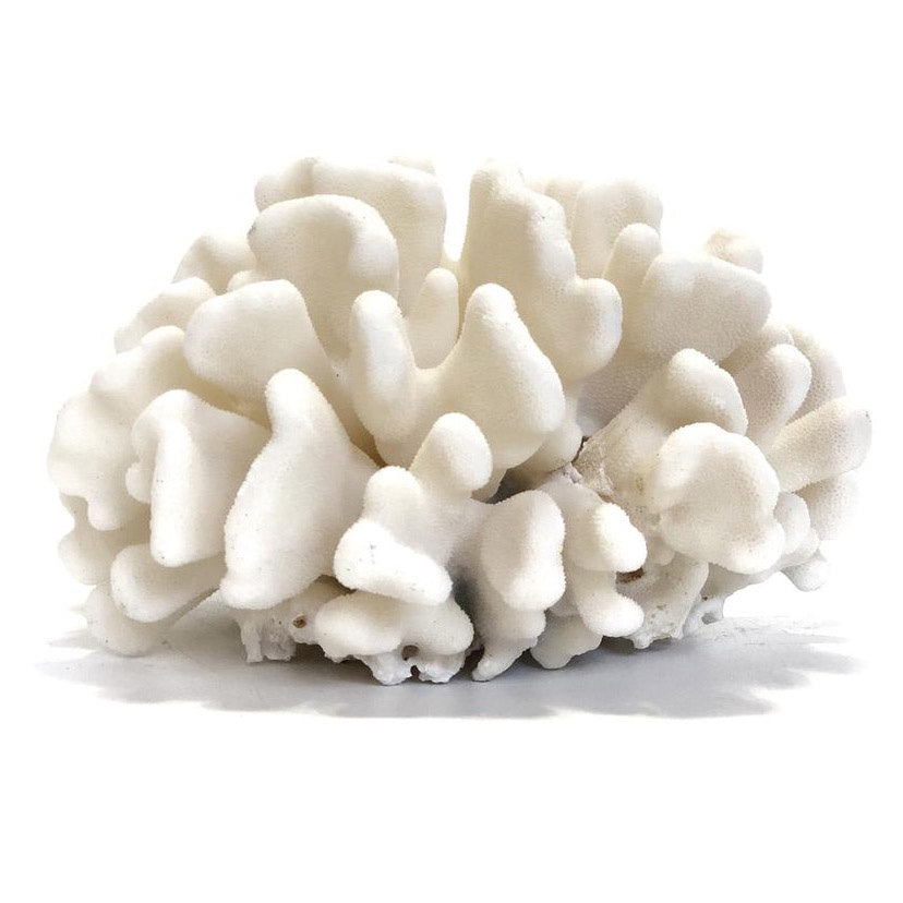Cauliflower Coral