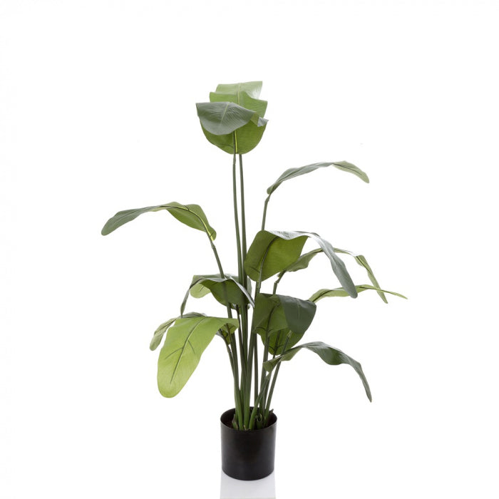 Travellers Palm 120cm