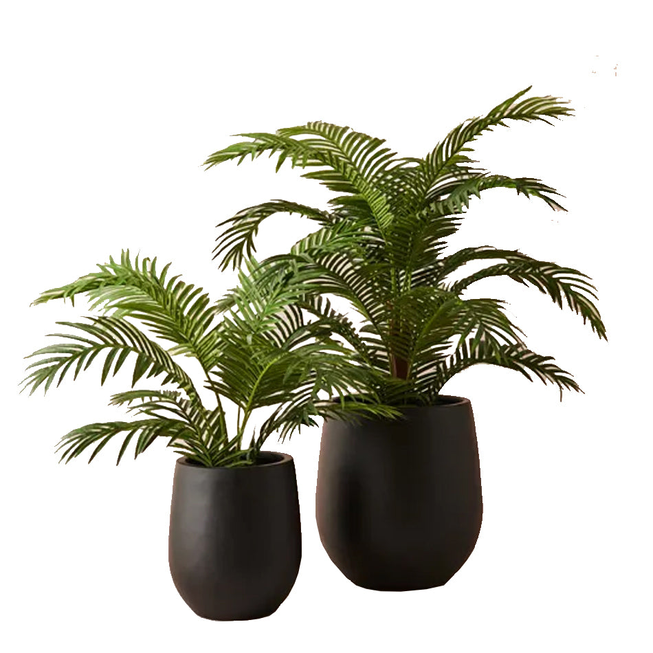 Planter Black Pot