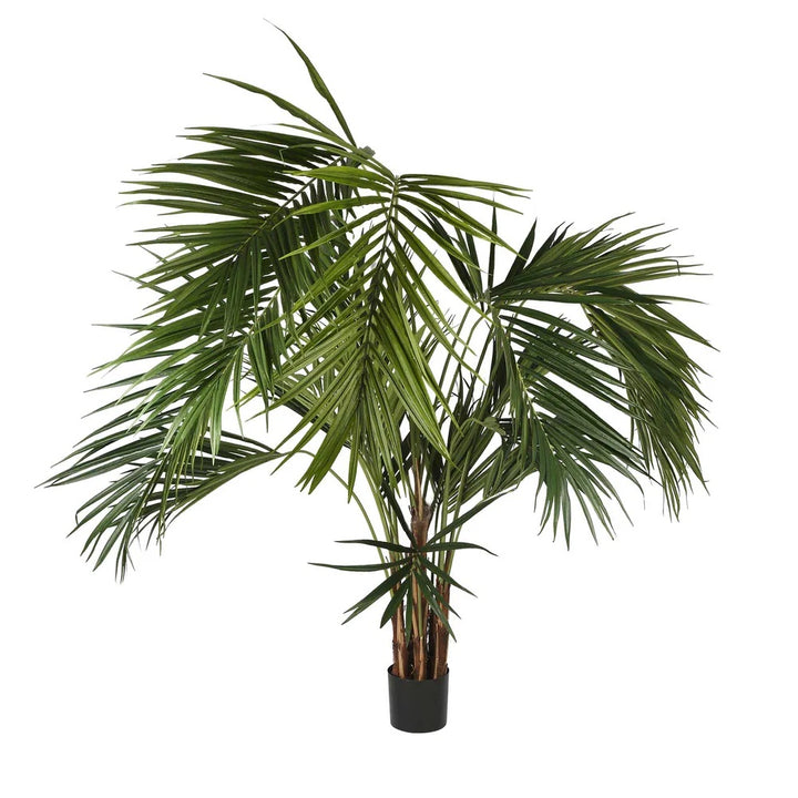 Kentia Palm 250cm