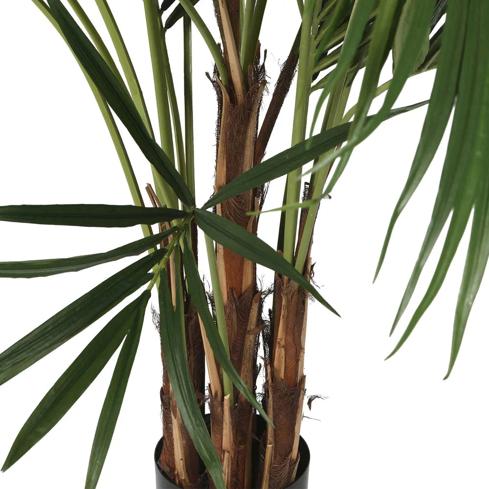 Kentia Palm 250cm