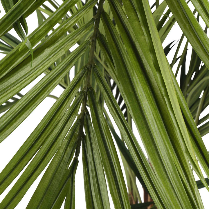 Kentia Palm 250cm