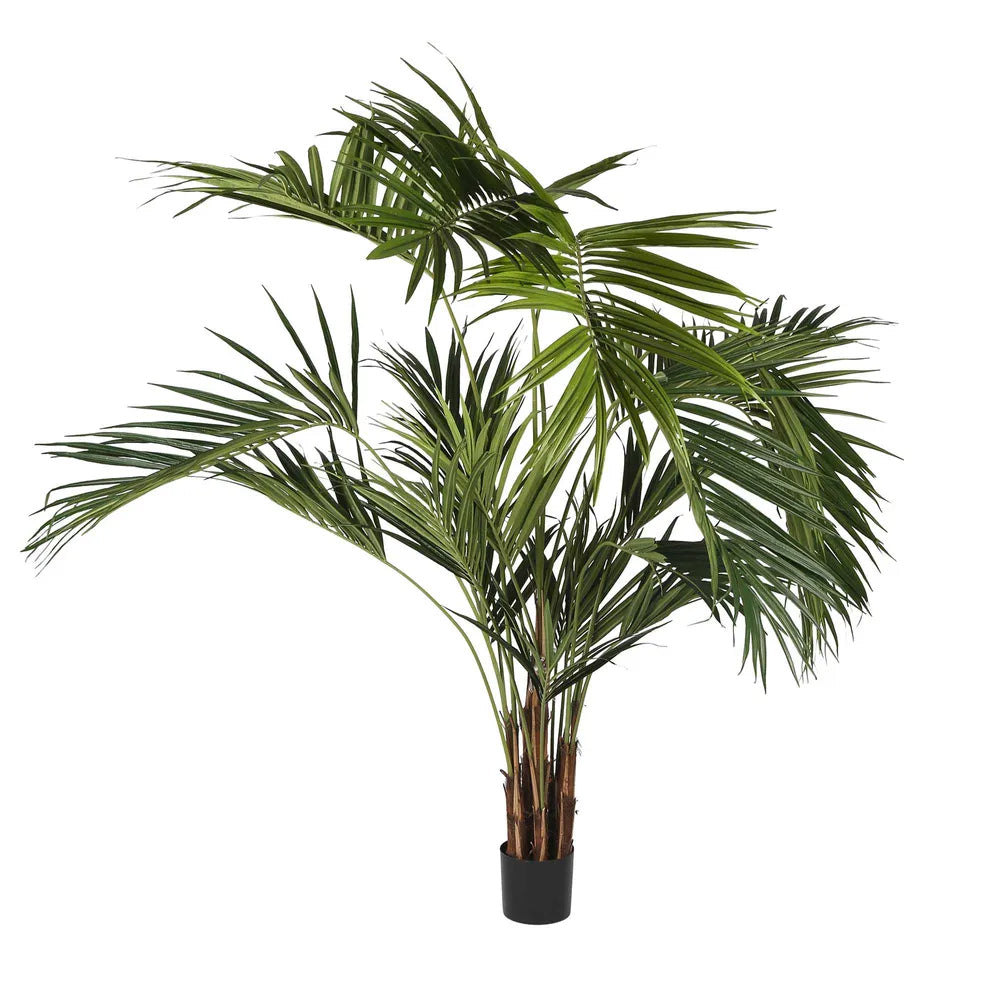 Kentia Palm 250cm