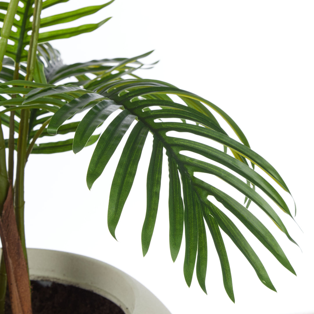 Areca Potted Palm