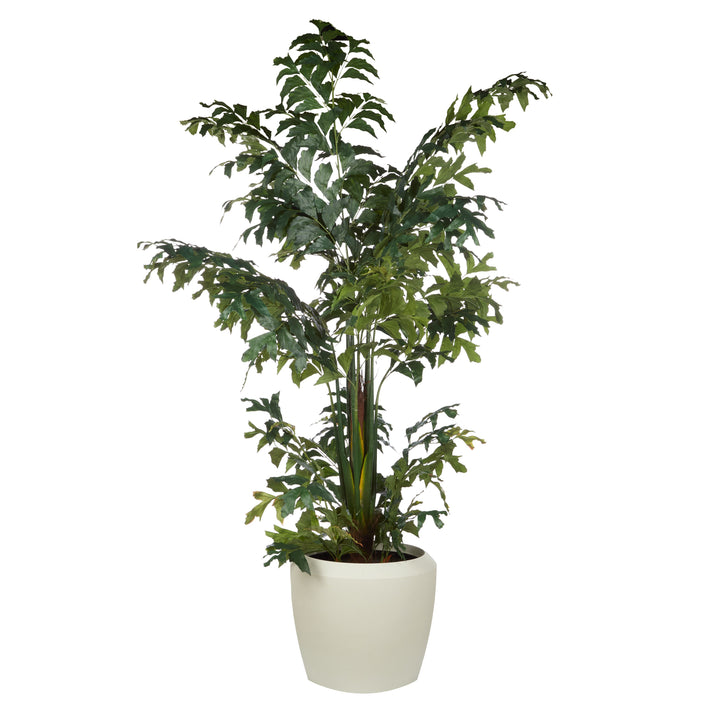 Caryota Potted Palm