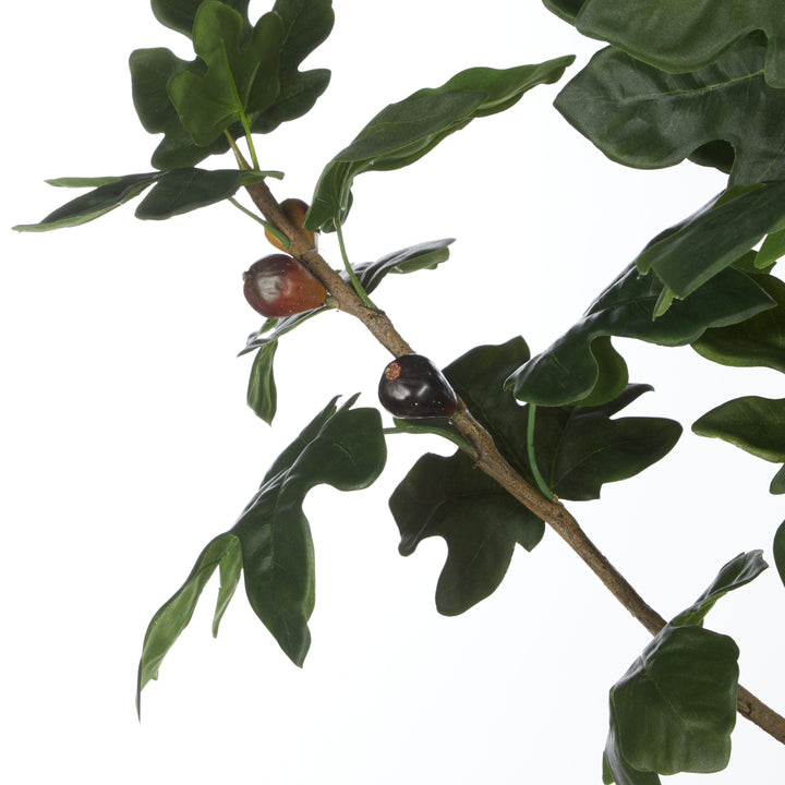 Fig Tree Potted