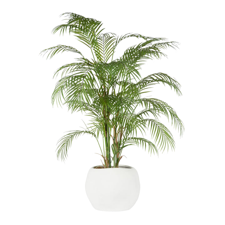 Phoenix Palm in White