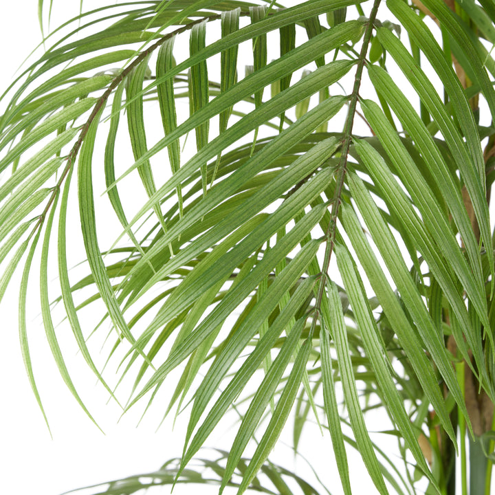 Phoenix Palm in White