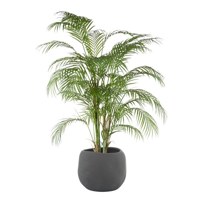 Phoenix Palm in Black