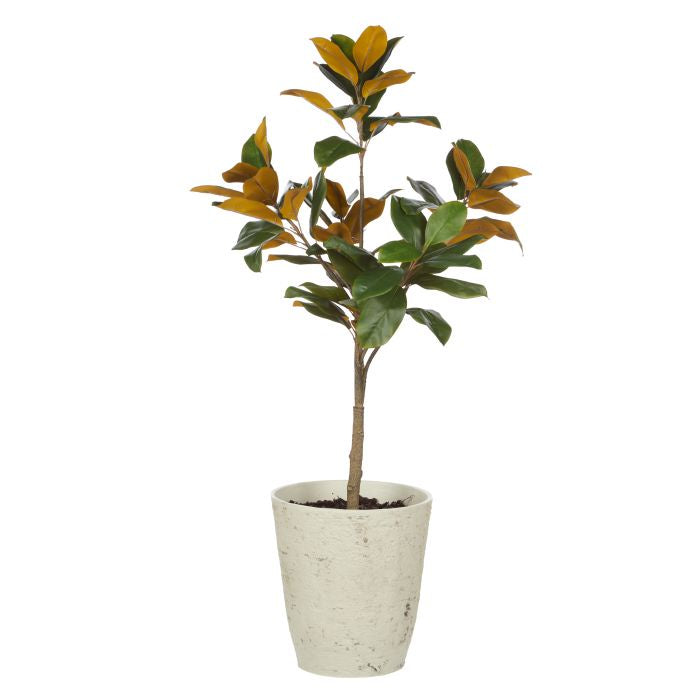 Magnolia Tree in Tall Planter