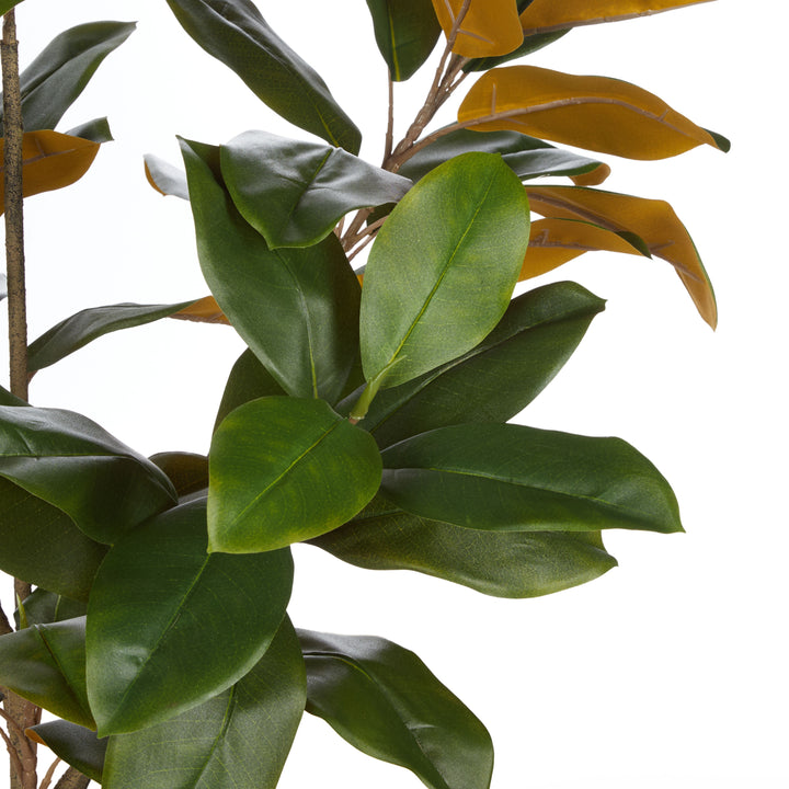 Magnolia Tree in Tall Planter