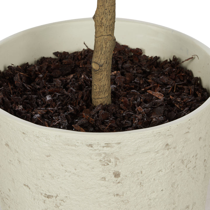 Magnolia Tree in Tall Planter