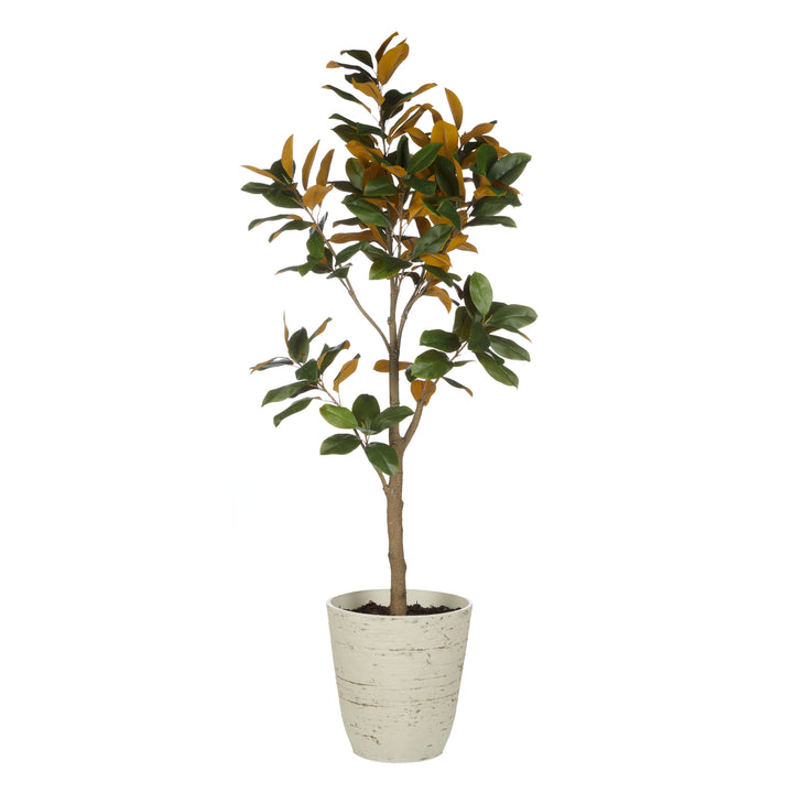 Magnolia Tree in Tall Planter