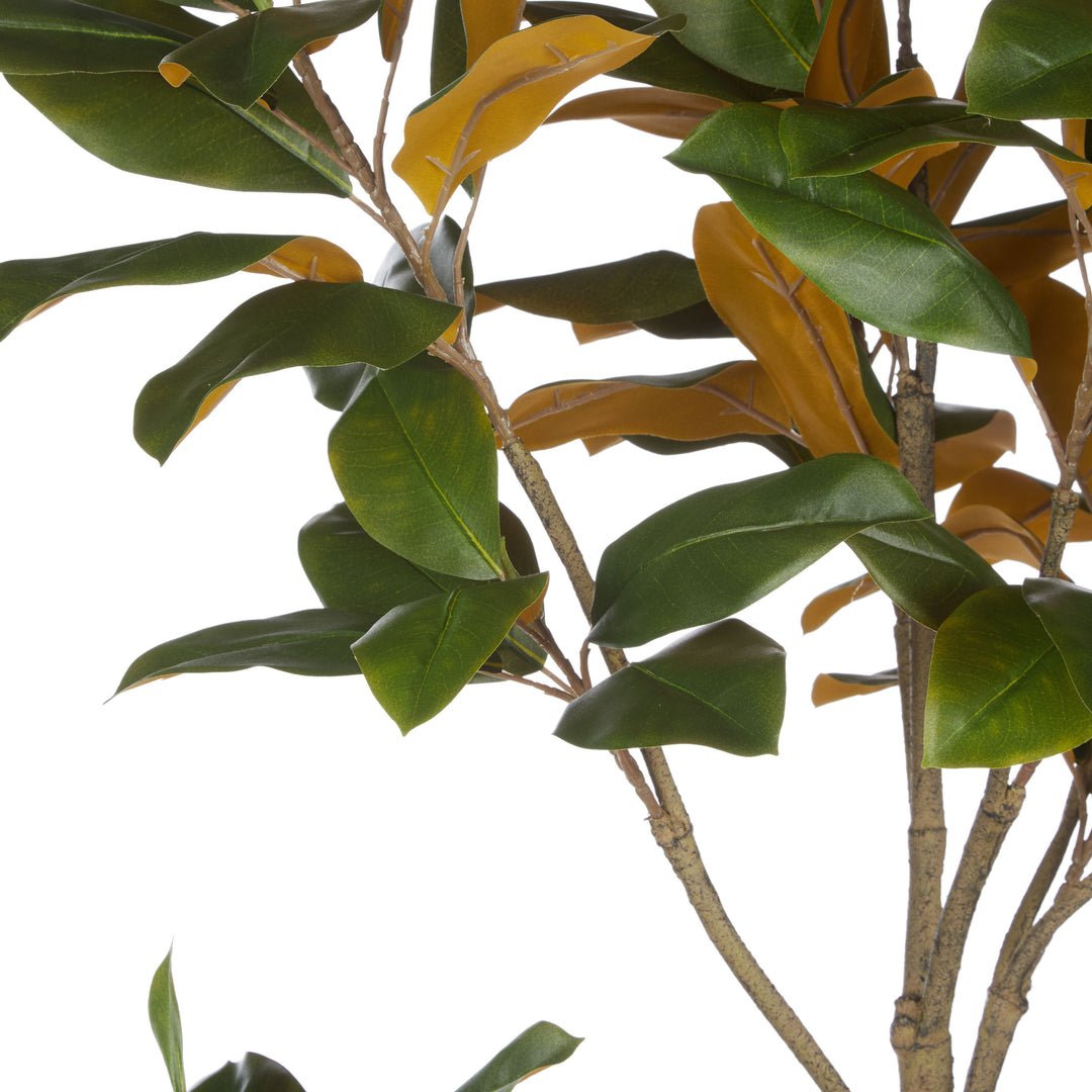 Magnolia Tree in Tall Planter