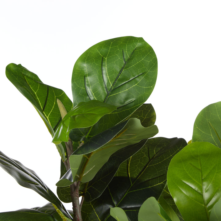 Giant Fiddle Potted Tree