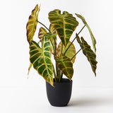 Alocasia Plant