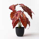 Alocasia Plant