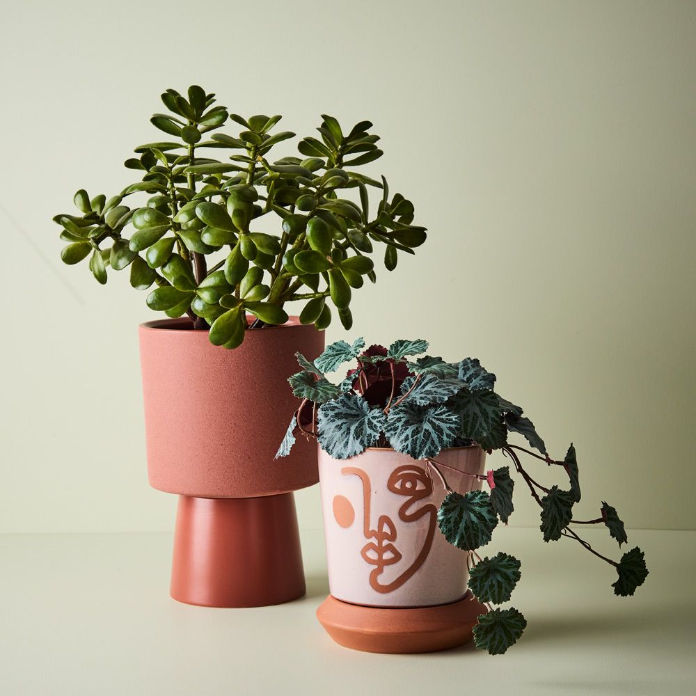 Artificial jade plant 36cm – view 3