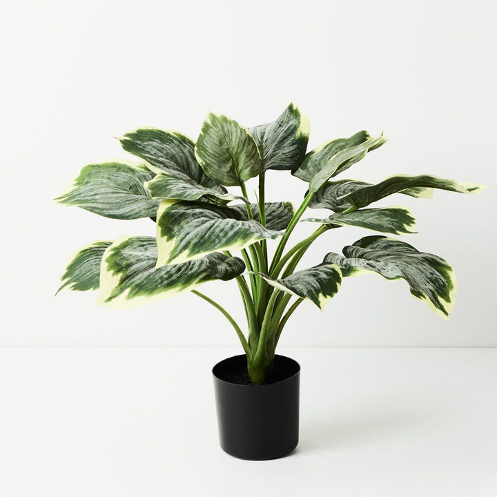 Artificial variegated hosta in pot 50cm