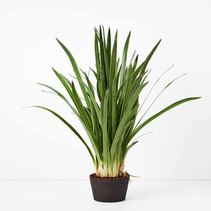 Artificial cymbidium orchid leaf plant 99cm