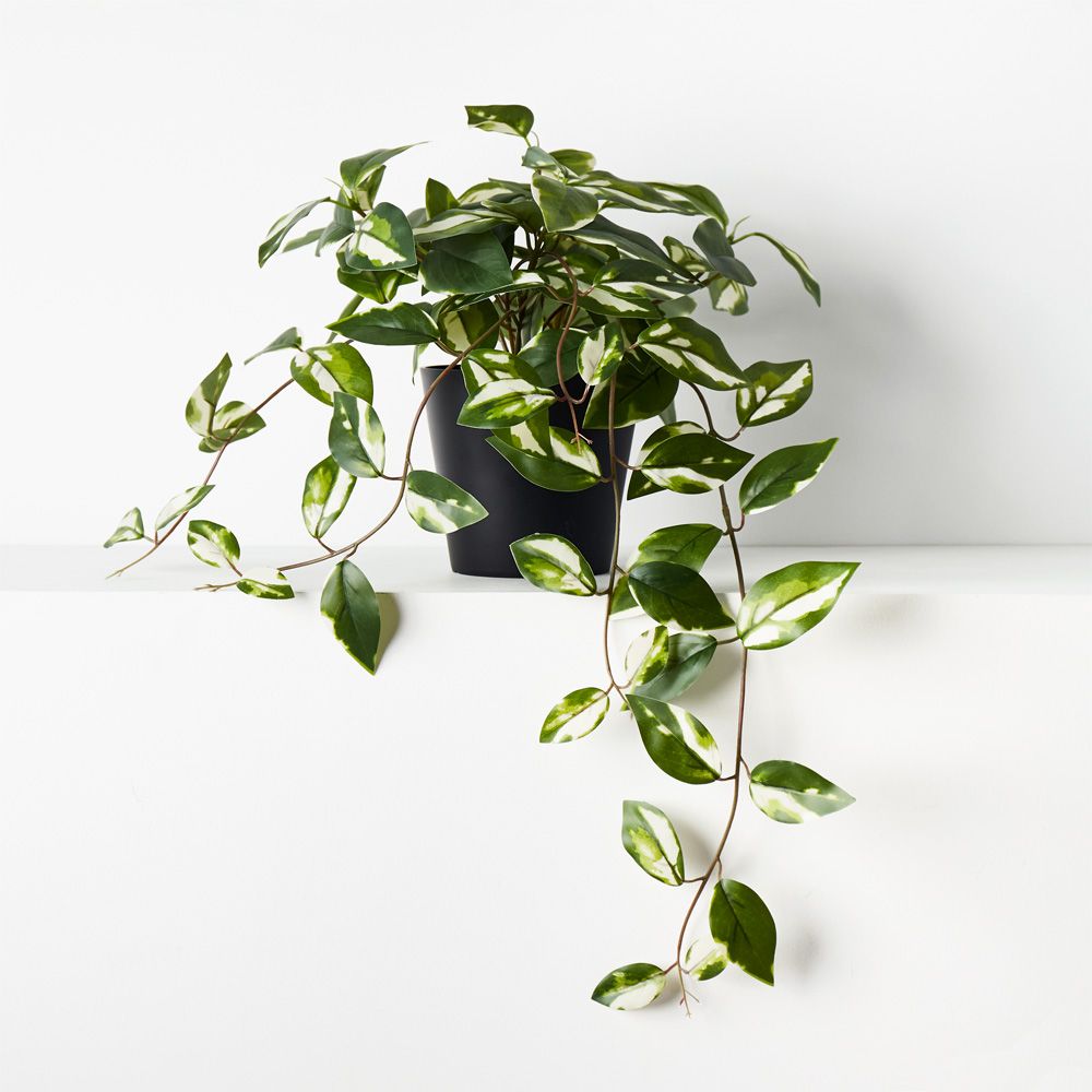 Artificial variegated hoya hanging bush in pot 32cm