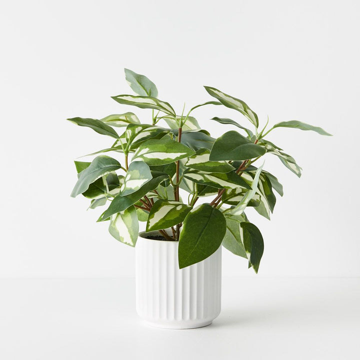 Artificial pothos in white ceramic pot 30cm
