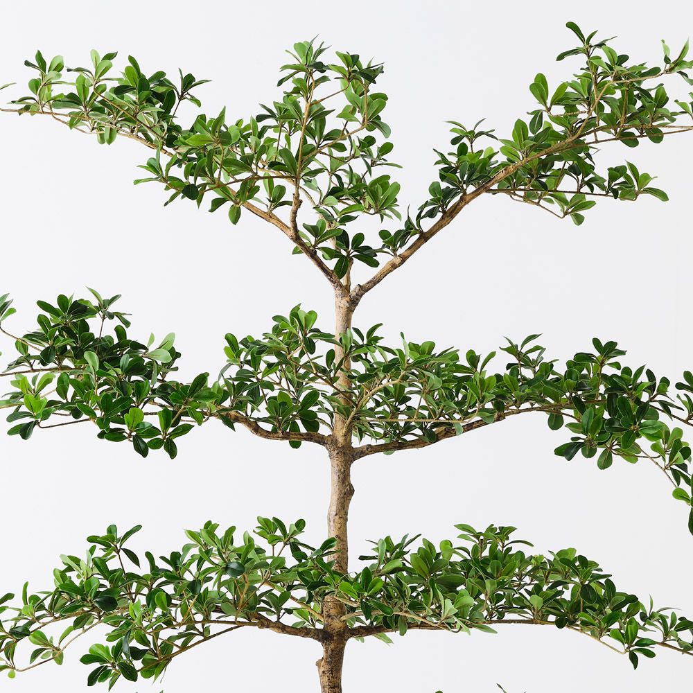 Artificial black olive tree 183cm – view 2
