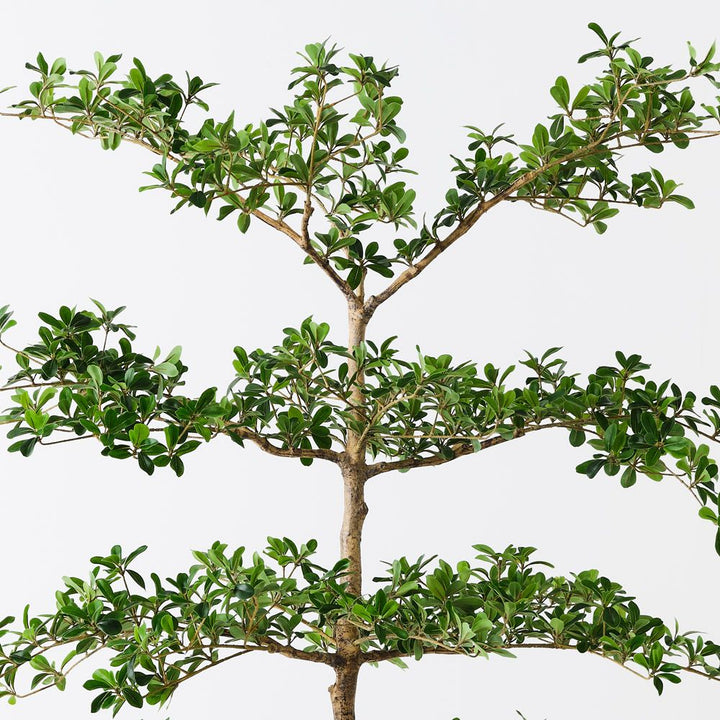 Artificial black olive tree 183cm – view 2