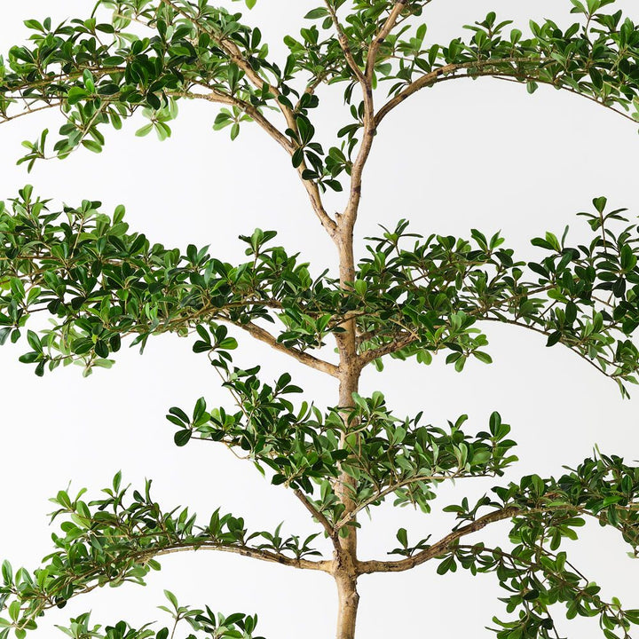 Artificial black olive tree 243cm – view 2
